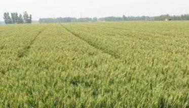 河北平山县：小麦后期管理技术建议（小麦后期的管理）
