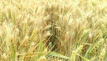 干热风对小麦的危害 干热风对小麦的危害时期是什么时候