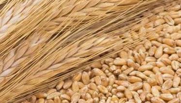 小麦播种期病虫防治技术建议 小麦播种期病虫害防治技术要点