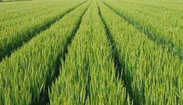小麦为什么要喷锌肥 小麦喷施锌肥好吗