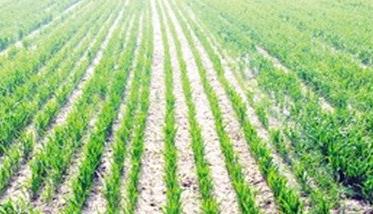盐碱地上怎样种好小麦 地太潮湿怎么种植小麦
