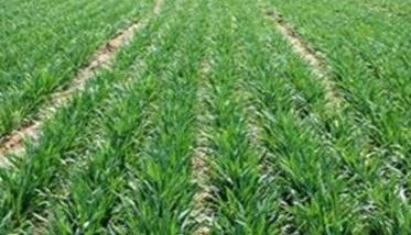 冬小麦田间管理管什么 冬小麦各阶段田间管理措施