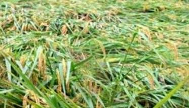 水稻倒伏的成因及防范措施 水稻倒伏后的补救措施
