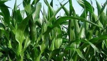 玉米穗期的管理措施有哪些（玉米穗期田间管理的主攻目标及基本措施）