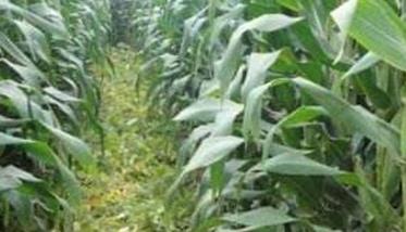 玉米套种、间作技术的优缺点有哪些（玉米间作套种的好处）