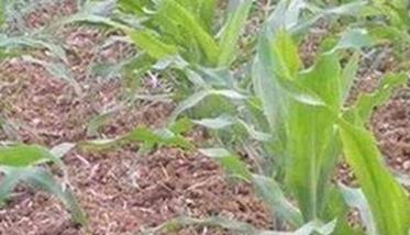 玉米高产田应具备怎样的土壤条件（玉米高产的土壤条件是什么?）