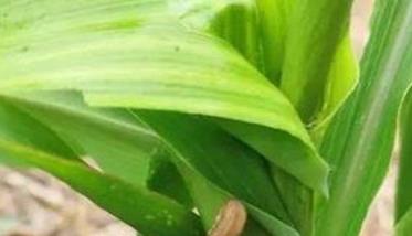 玉米螟的防治方法 玉米螟的防治技术