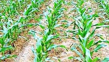 玉米整齐度和一播全苗方法 玉米播前整地和播种