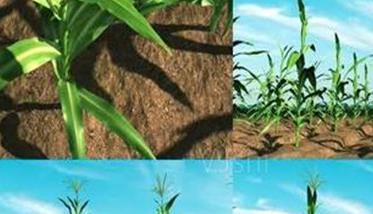 玉米生长有哪三个阶段（玉米生长的五个阶段）