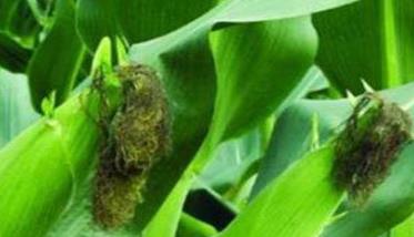 影响夏玉米产量的主要因素有哪些 环境条件对夏玉米生长发育及产量的影响