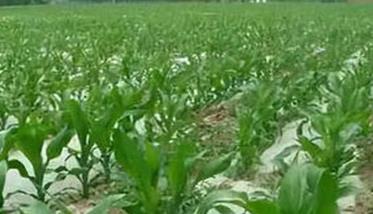 紫玉米、糯玉米地膜育苗栽培技术（紫糯玉米的功效和作用）