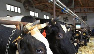 用氨化饲料饲喂家畜需要注意什么 氨化饲料饲用的注意事项是哪些?