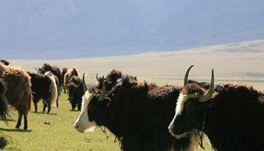 中国牦牛目前主要有哪些品种 中国牦牛数量