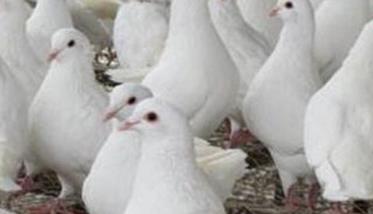四种春季肉鸽常见病的防治方法 肉鸽常见五种病的防治