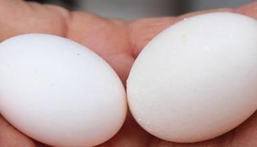人工孵鸽子蛋温度多少 人工孵化鸽子蛋
