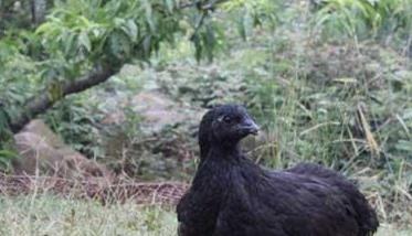 十五种特种畜禽养殖前景展望 我国畜禽养殖业发展现状