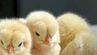 鸡养殖户育雏前要做哪些准备工作 鸡养殖户育雏前要做哪些准备工作和工作