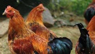 鸡传染性腺胃炎的特点及治疗 鸡传染性腺胃炎是什么病毒
