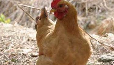 鸡养殖中蠕虫病的预防措施 鸡的病虫害防治