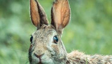 野兔的养殖前景分析 野兔养殖前景如何