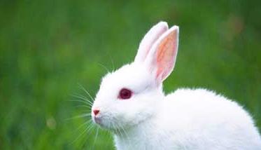 兔子养殖的市场前景分析（兔子养殖前景及价格）