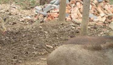 野猪破伤风的治疗方法