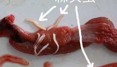 黄鳝寄生虫病的症状及防治方法 黄鳝寄生虫病的症状及防治方法图片