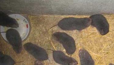 怎样才能让竹鼠多产仔 竹鼠多大可以繁殖