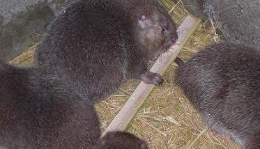 提高竹鼠的繁殖率的方法 竹鼠的养殖技术