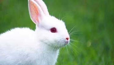 哺乳母兔的饲养管理措施（哺乳母兔怎么饲养）