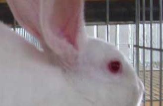 肉兔养殖的饲养原则 肉兔的养殖和管理