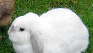 獭兔与家兔在生活习性上面的比较 獭兔和家兔