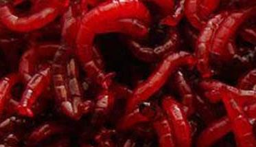 红虫和蚯蚓的区别 红虫和蚯蚓的区别(2