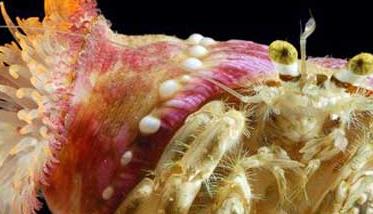 寄居蟹如何与海葵共生 寄居蟹和海葵