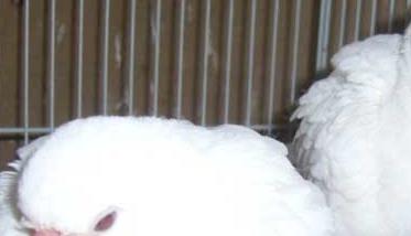 斑鸠养殖－斑鸠图片（斑鸠的人工养殖）