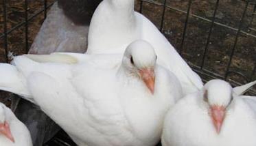 肉鸽养殖中咳嗽与喘怎样治疗 鸽子肉治咳嗽吗