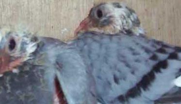 温度过低对乳鸽生长发育有哪些影响 鸽子温度低