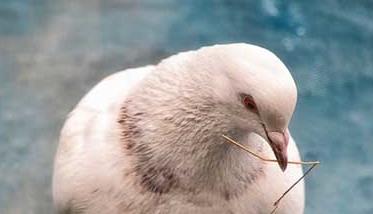 鸽子胚胎死亡率较高的原因（鸽子蛋死胎的原因）