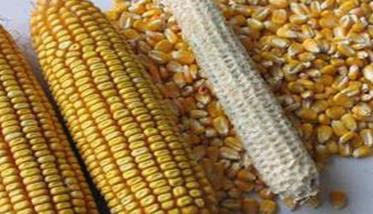 玉米千粒重一般多少 玉米千粒重一般多少斤