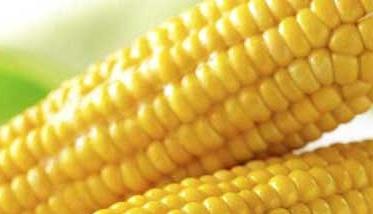 玉米的营养价值及功效作用 玉米的营养作用与功效