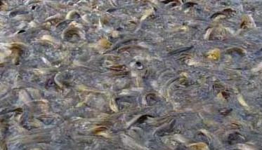 黄颡鱼夏花鱼种培育与食性驯化 黄颡鱼夏花鱼种培育与食性驯化研究