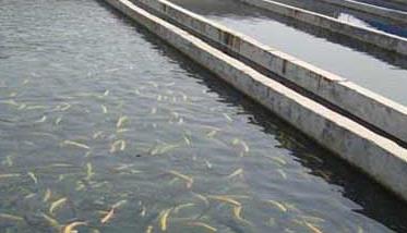 淡水鱼混合养殖成功模式举例 淡水鱼成鱼养殖技术