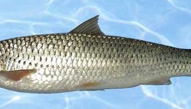 赤眼鳟鱼商品成鱼养殖技术 赤眼鳟饲养
