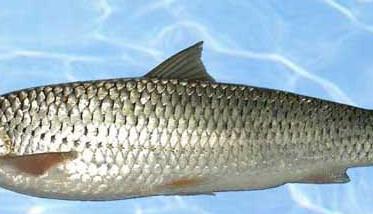 赤眼鳟鱼生态养殖技术 赤眼鳟饲养