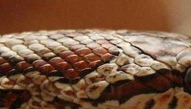 白条锦蛇养殖－白条锦蛇图片（白条锦蛇能活多久）