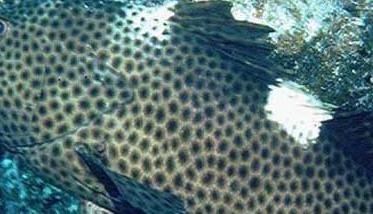 青石斑鱼养殖－青石斑鱼图片 青石斑鱼图片大全