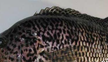 石斑鱼的习性特点－石斑鱼图片（石斑鱼的主要特征）