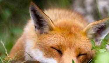 狐狸的生活习性 狐狸的生活特点