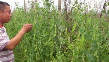 温室菜豆无公害种植方法（温室菜豆无公害种植方法视频）