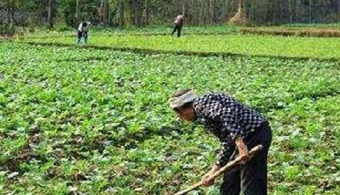 油菜施肥量与油菜施肥技术要点 油菜的施肥技术要点